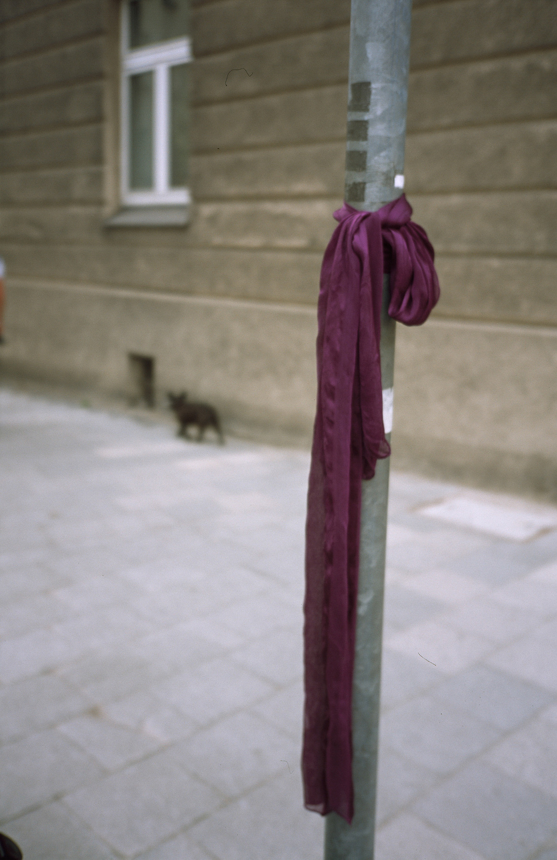 Lost Scarf