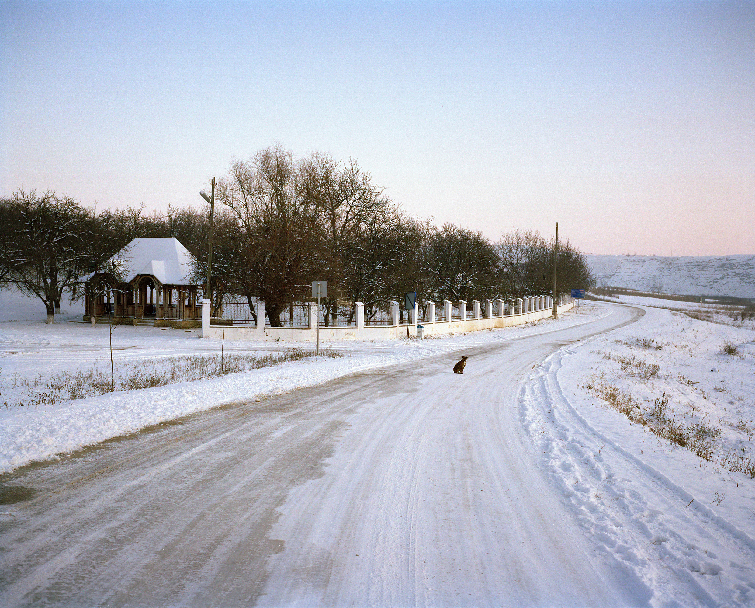 Dog On Street